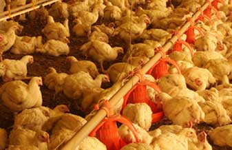 Avicola Galinha Caipira - Foto 1