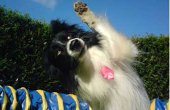 Cãofiança Centro de Adestramento - Foto 1