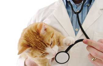 Pronto Vet Clínica Veterinária - Foto 1