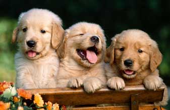 Filhotes & Cia - Foto 1