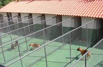 Cães e Gatos Park Hotel - Foto 1