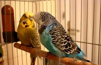 Aviário e Pet Shop Arara - Foto 1