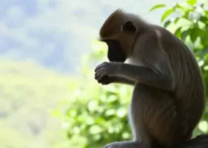 alta de ataques de macacos